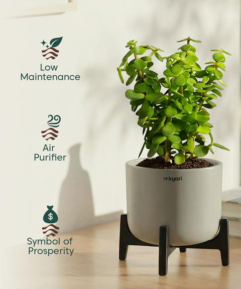 Jade Plant with Aira Pot