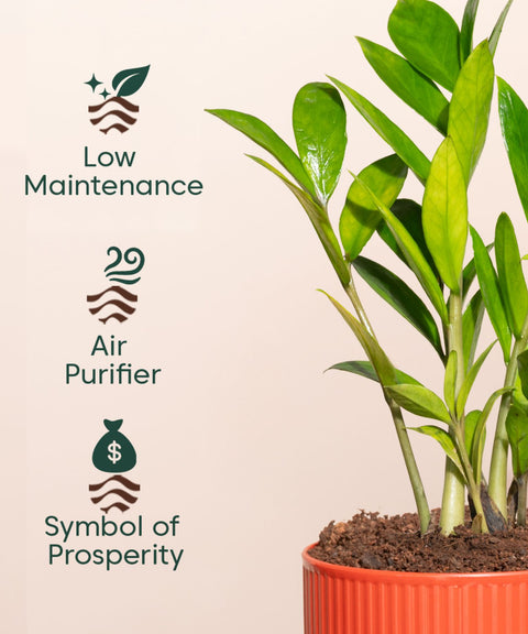 Zamia Green - ZZ Plant With Mylo Self Watering Pot- Paytm Exclusive