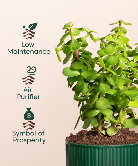 Lucky Jade Plant With Mylo Self Watering Pot