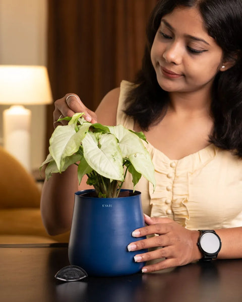 Syngonium Pixie White Plant with Medium Metal Self Watering Pot