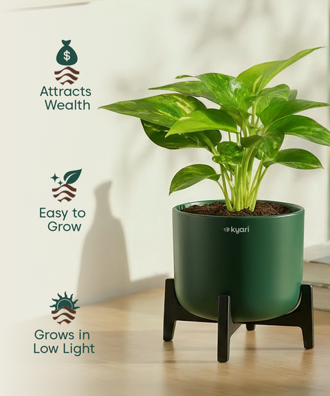 Money Varigated Plant with Aira Pot