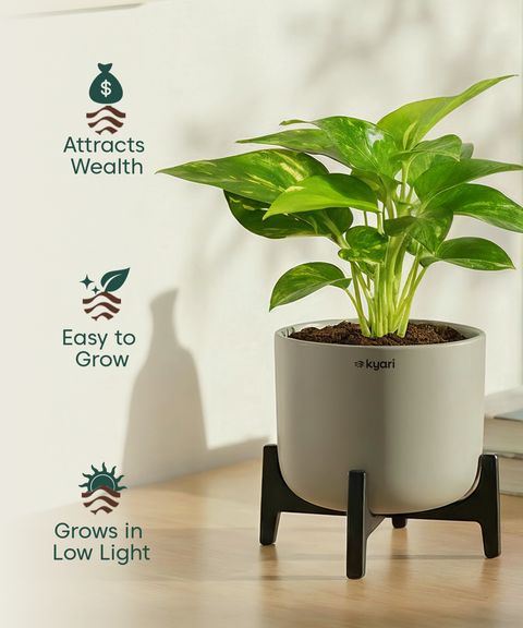 Money Varigated Plant with Aira Pot