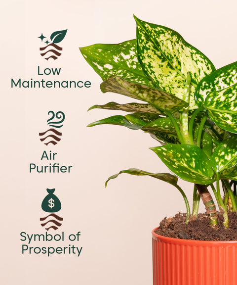 Aglaonema Snow White Plant With Mylo Self Watering Pot