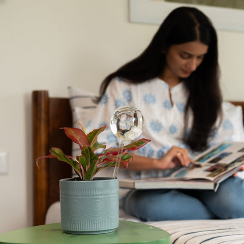 Plant Globe