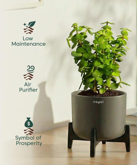 Jade Plant with Aira Pot