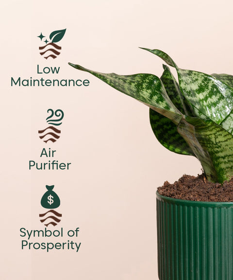 Green Snake Plant With Mylo Self Watering Pot - Paytm Exclusive