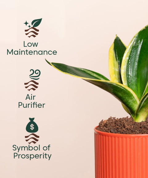 Golden Hahnii Snake Plant With Mylo Self Watering Pot - Paytm Exclusive