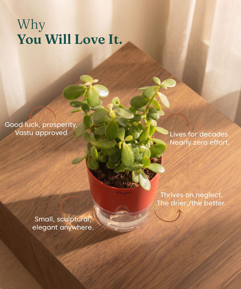 Lucky Jade Plant With Self Watering Pot