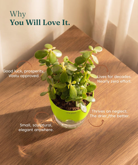Lucky Jade Plant With Self Watering Pot