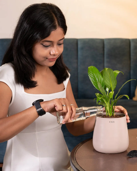 Peace Lily Plant With Self Watering Pot