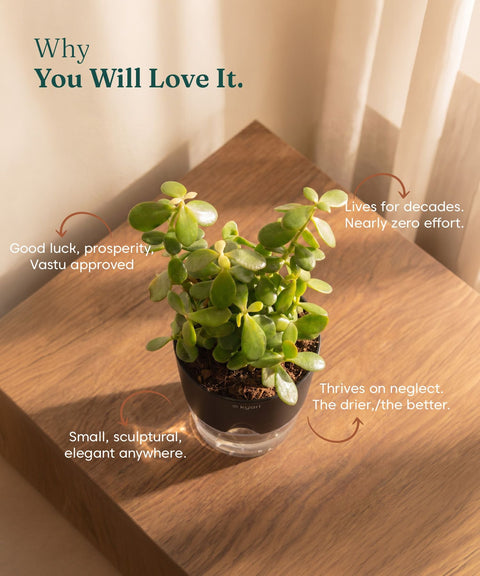 Lucky Jade Plant With Self Watering Pot
