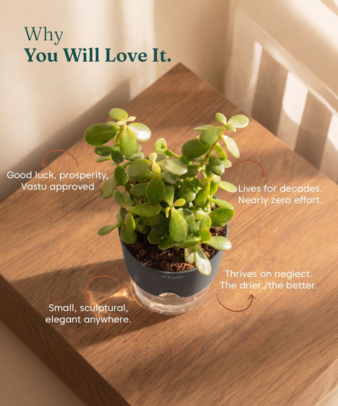 Lucky Jade Plant With Self Watering Pot
