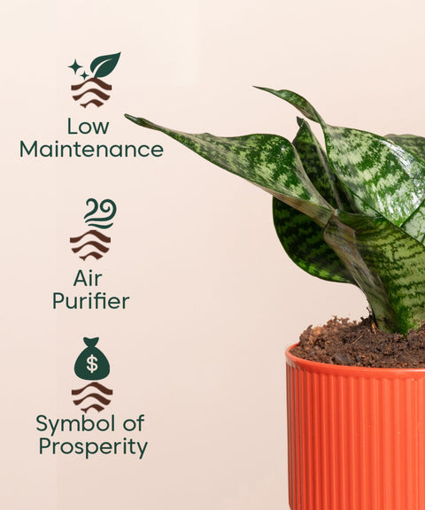 Green Snake Plant With Mylo Self Watering Pot - Paytm Exclusive