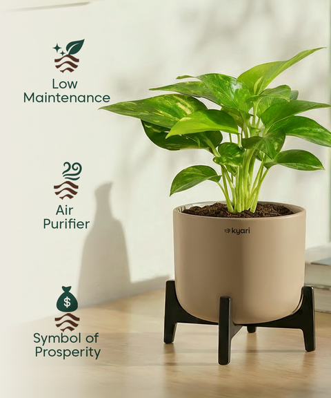 Money Varigated Plant with Aira Pot