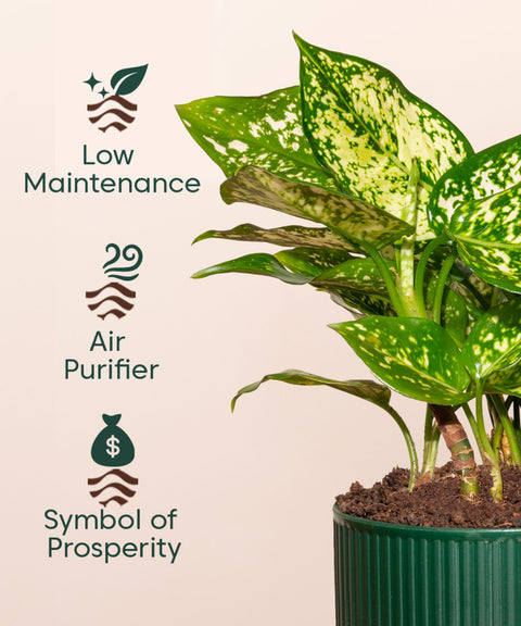 Aglaonema Snow White Plant With Mylo Self Watering Pot