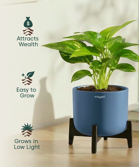 Money Varigated Plant with Aira Pot