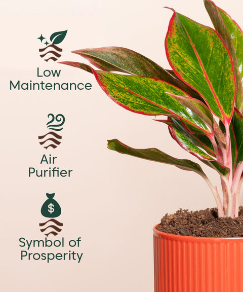 Aglaonema Lipstick Plant With Mylo Self Watering Pot - Paytm Exclusive