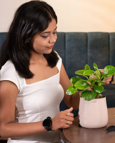 Peperomia Green Plant with Medium Metal Self Watering Pot