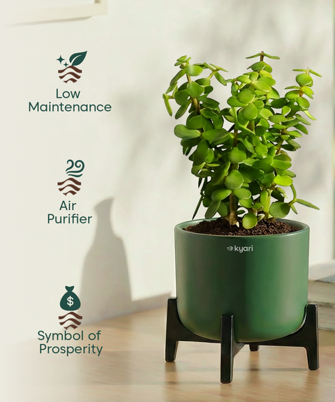 Jade Plant with Aira Pot