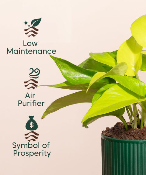 Golden Money Plant With Mylo Self Watering Pot
