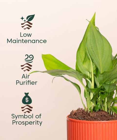 Peace Lily Plant With Mylo Self Watering Pot - Paytm Exclusive