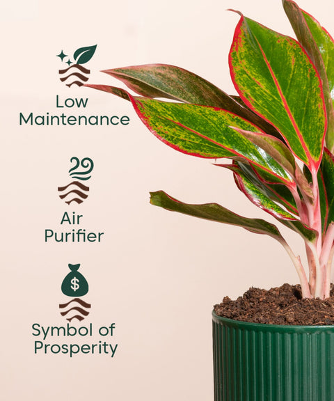 Aglaonema Lipstick Plant With Mylo Self Watering Pot - Paytm Exclusive