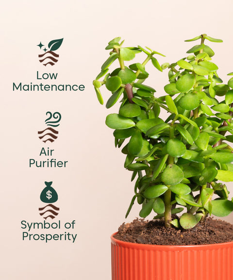 Lucky Jade Plant With Mylo Self Watering Pot