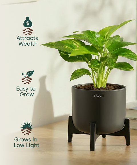 Money Varigated Plant with Aira Pot