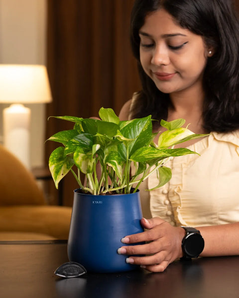 Money Variegated Plant with Medium Metal Self Watering Pot