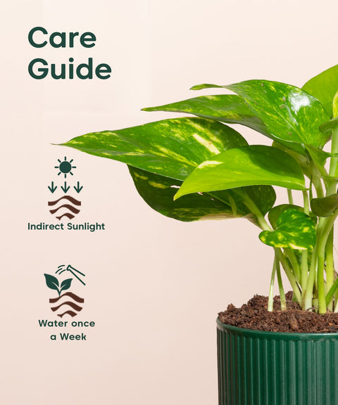 Money Variegated Plant With Mylo Self Watering Pot