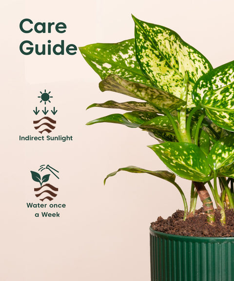 Aglaonema Snow White Plant With Mylo Self Watering Pot