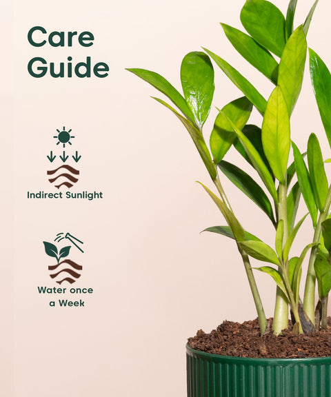 Golden Ceylon Plant With Mylo Self Watering Pot -  Cred offer
