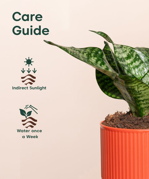 Green Snake Plant With Mylo Self Watering Pot - Paytm Exclusive