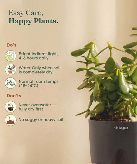 Lucky Jade Plant With Self Watering Pot