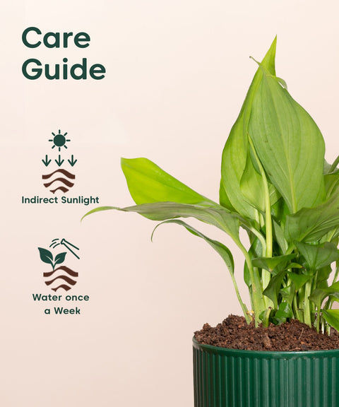 Peace Lily Plant With Mylo Self Watering Pot - Paytm Exclusive
