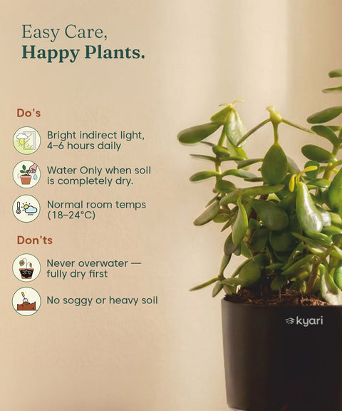 Lucky Jade Plant With Self Watering Pot