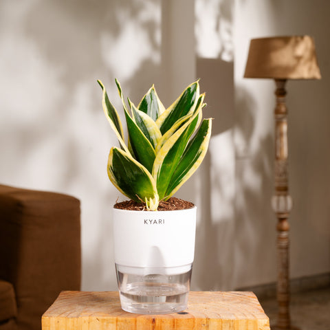 Lucky Jade, Golden Money & Golden Hahnii Snake Plant Combo