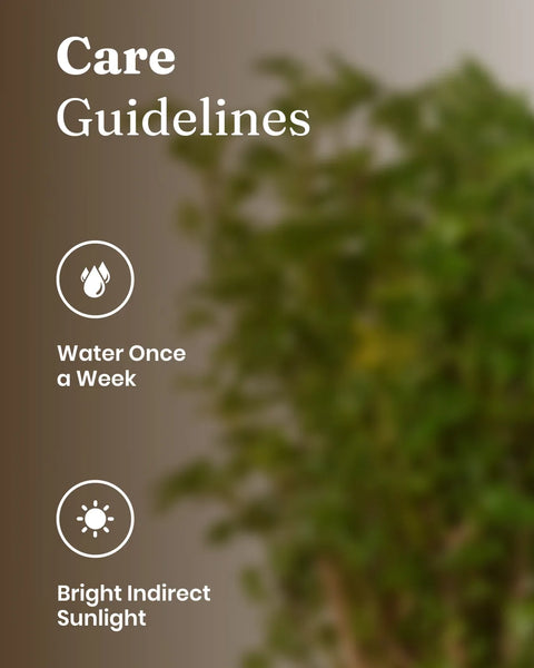 Aralia Green Plant With Self Watering Pot - Cred
