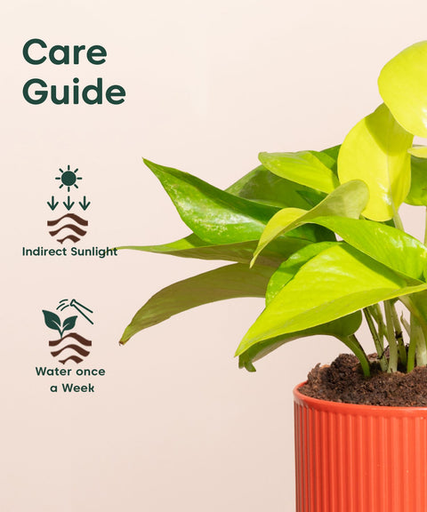 Golden Money Plant With Mylo Self Watering Pot