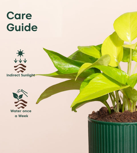 Golden Money Plant With Mylo Self Watering Pot