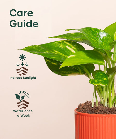 Money Variegated Plant With Mylo Self Watering Pot