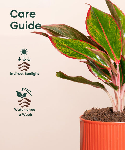 Aglaonema Lipstick Plant With Mylo Self Watering Pot - Paytm Exclusive