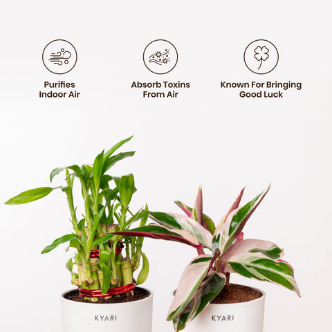 Lucky Bamboo & Calathea Triostar Self Watering Pot