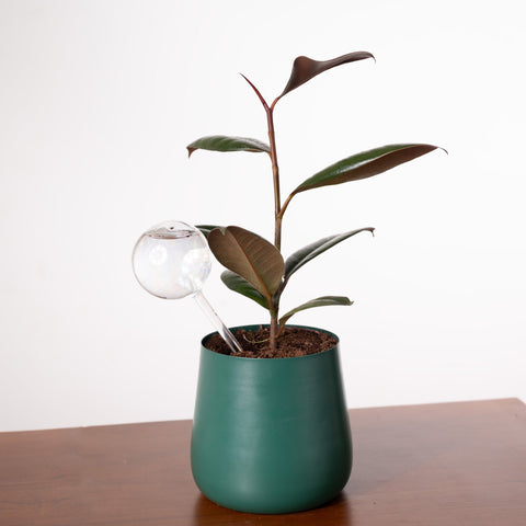 Plant Globe