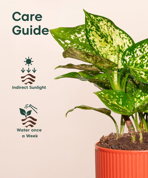 Aglaonema Snow White Plant With Mylo Self Watering Pot