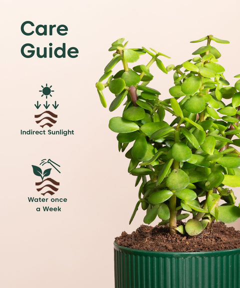 Lucky Jade Plant With Mylo Self Watering Pot