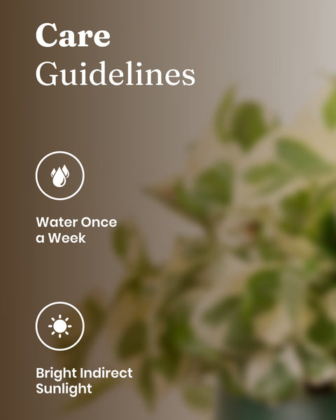 Money N'Joy Plant with Medium Metal Self Watering Pot