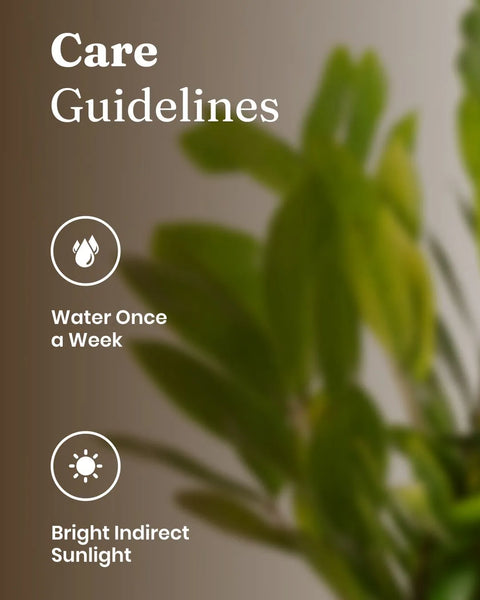 Zamia Green - ZZ Plant With Self Watering Pot