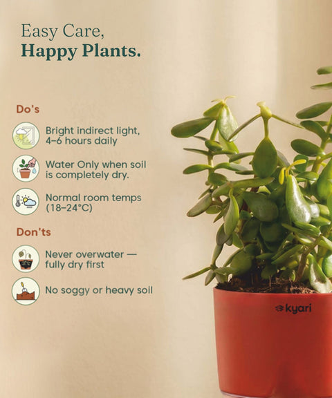 Lucky Jade Plant With Self Watering Pot