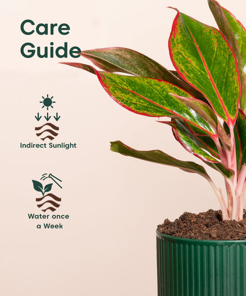 Aglaonema Lipstick Plant With Mylo Self Watering Pot - Paytm Exclusive